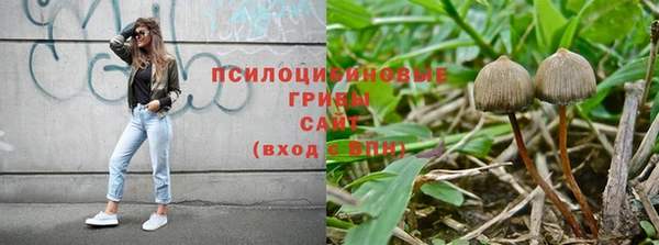 прущие грибы Кодинск